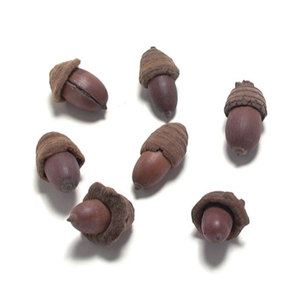 どんぐり皮付ヘッド